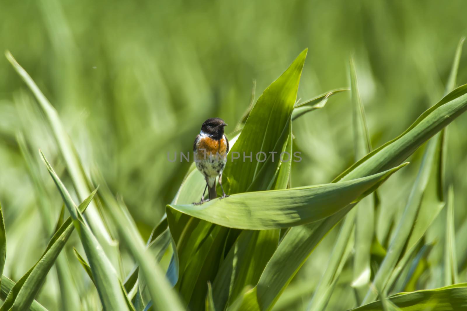 stonechat male on corn plant in nature reserve