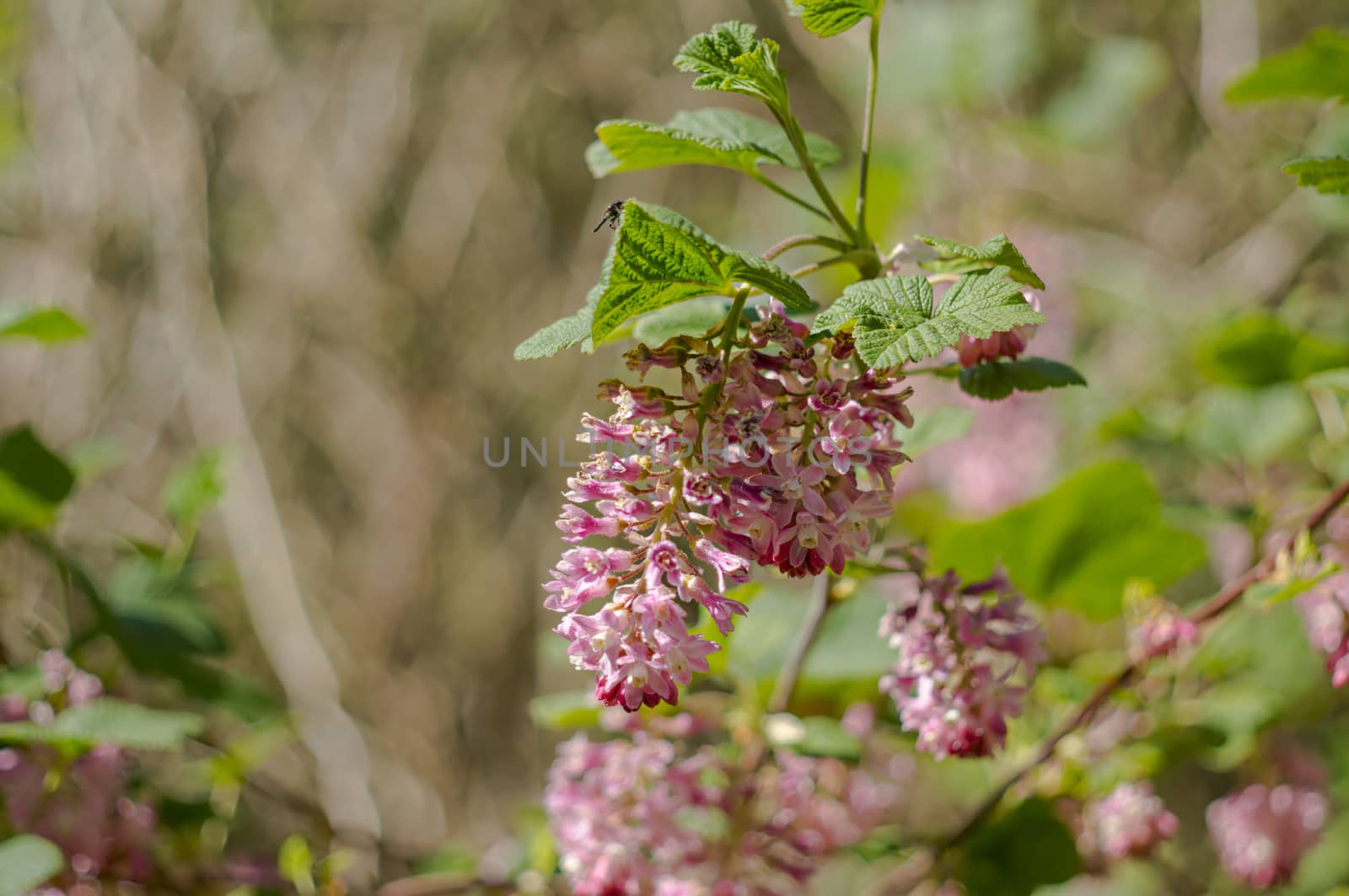 spring flower in my summer season garden