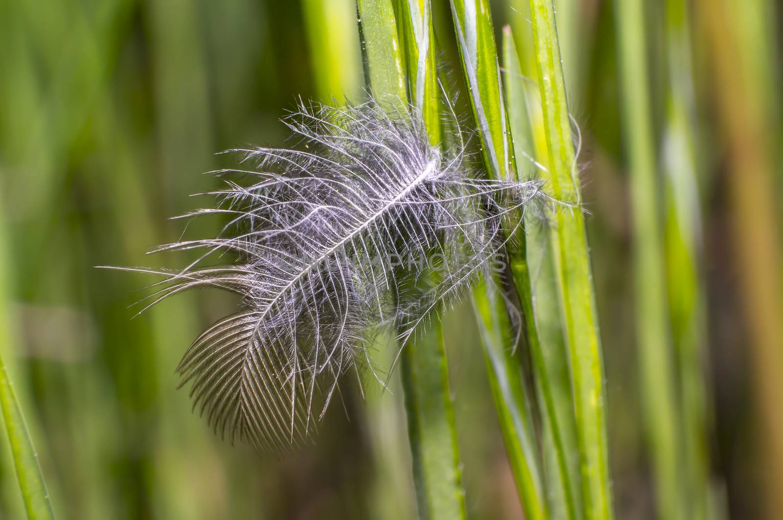 little feather on summer meadow