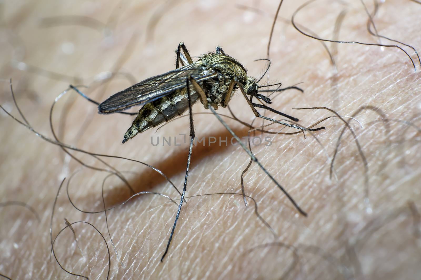mosquito sucks blood on my skin