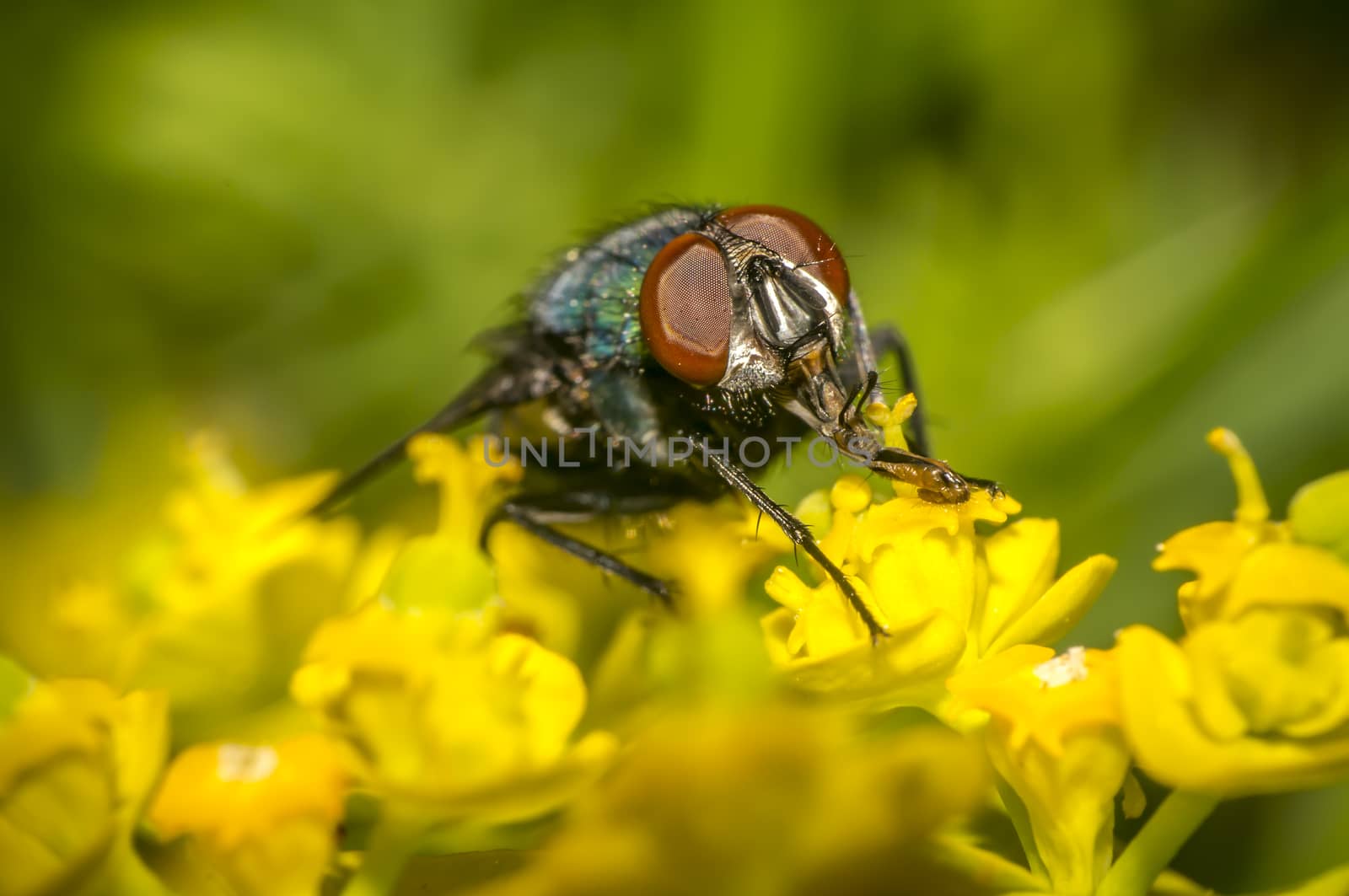 golden fly on meadow in summer season