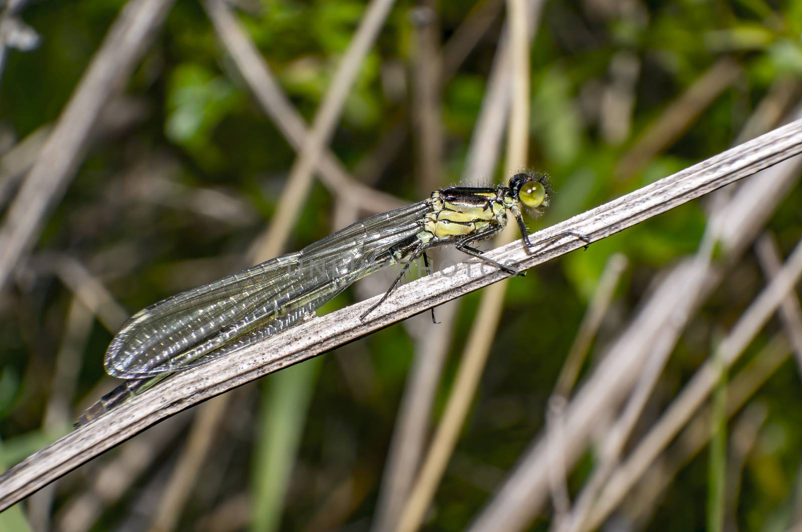 Green Dragon Fly in Nature summer season