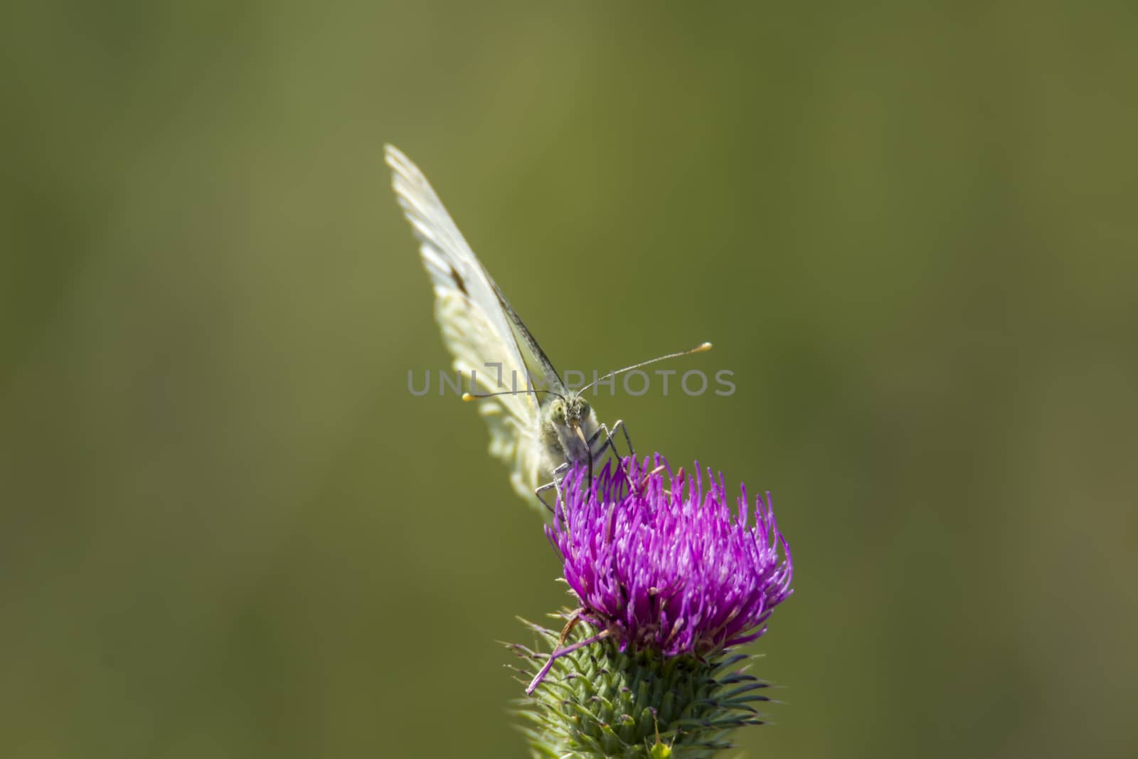 white Butterfly collects nectar on a thistle flower in nature conservation area
