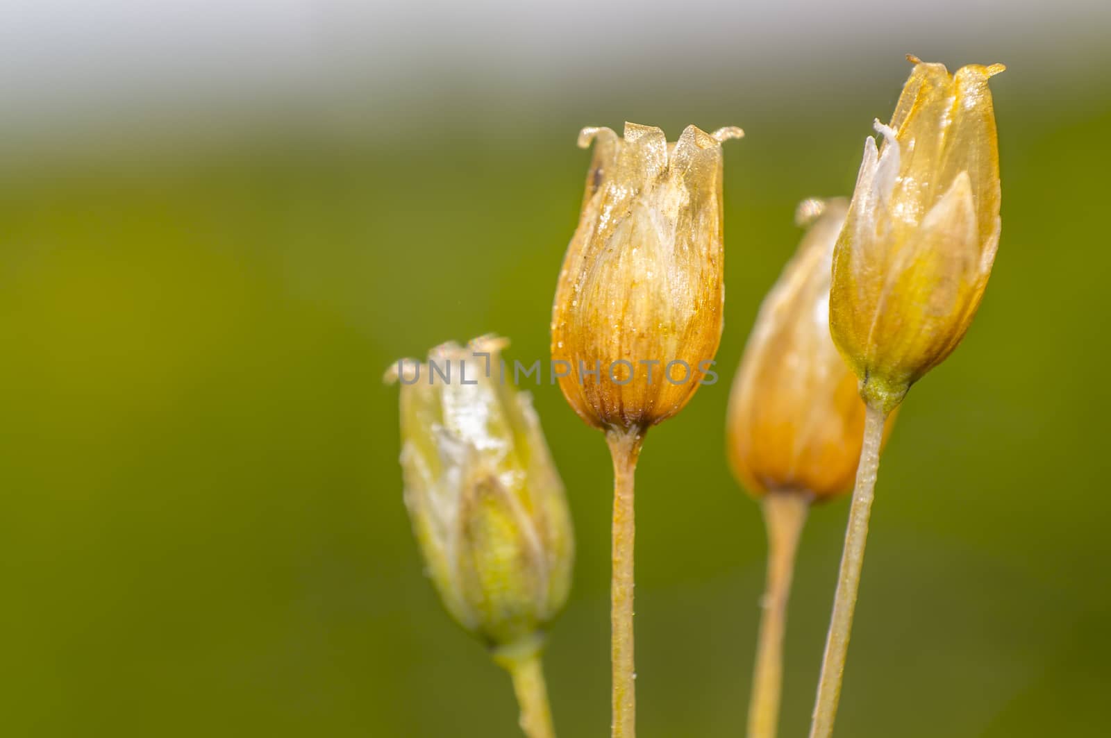 old poppy flowers in summer time