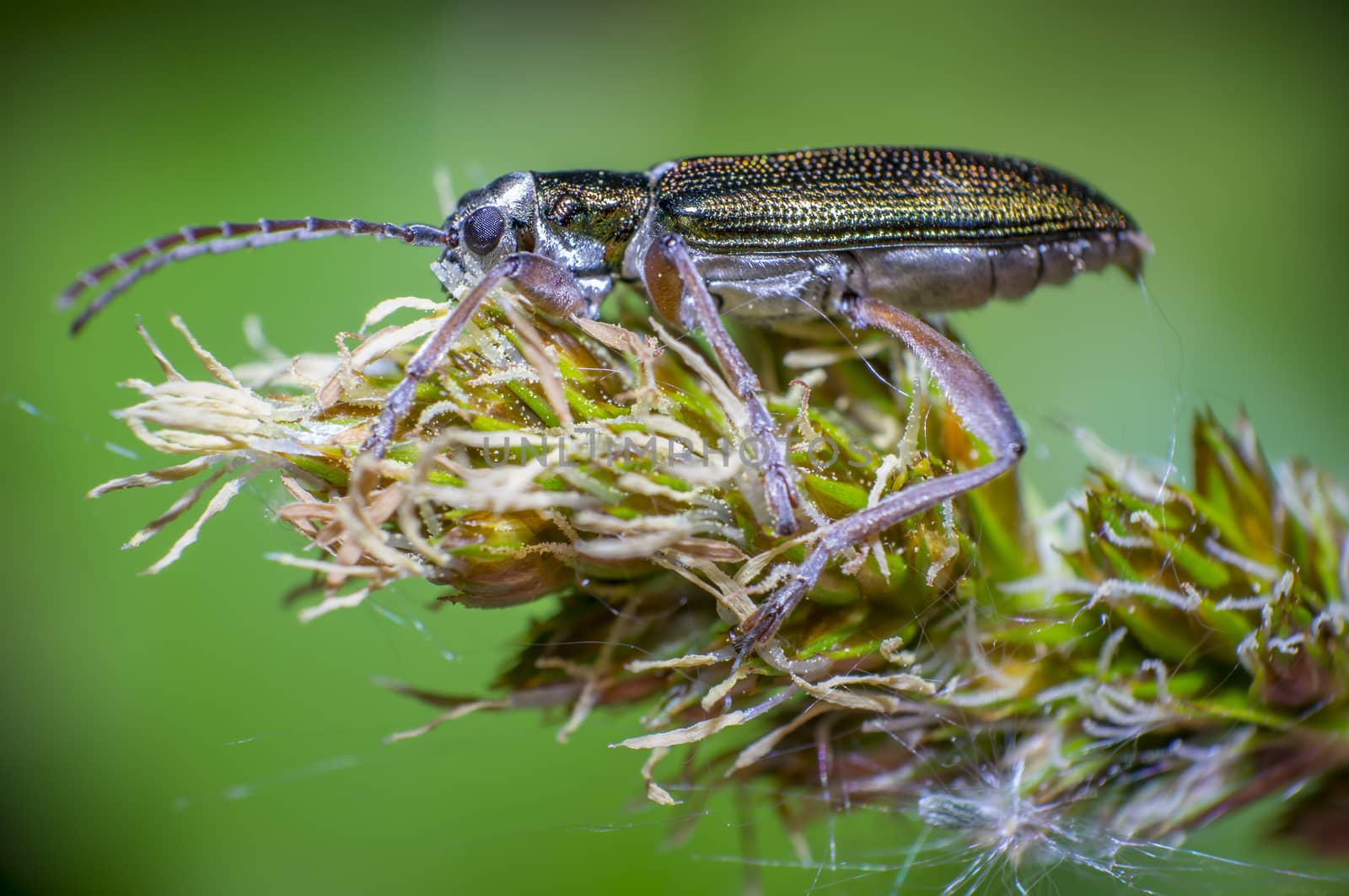 green beetle on green blade of grass in summer nature