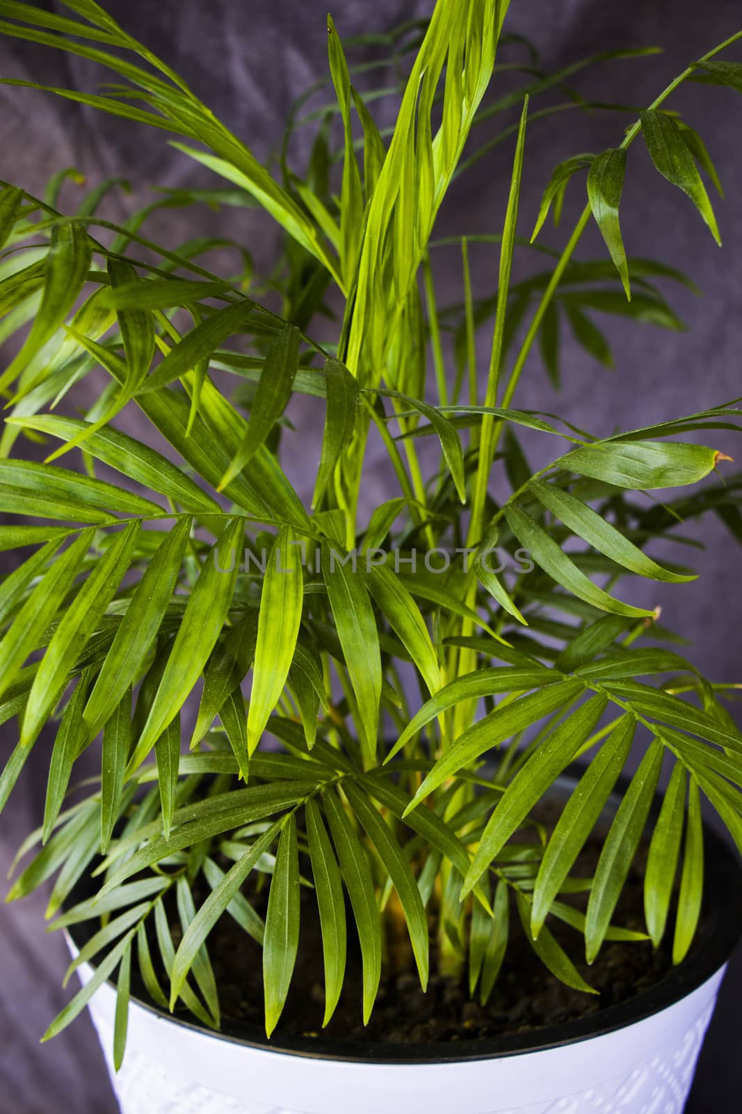 Indoor palm tree, Chrysalidocarpus Lutescens Areca plants, home decor air plants in room