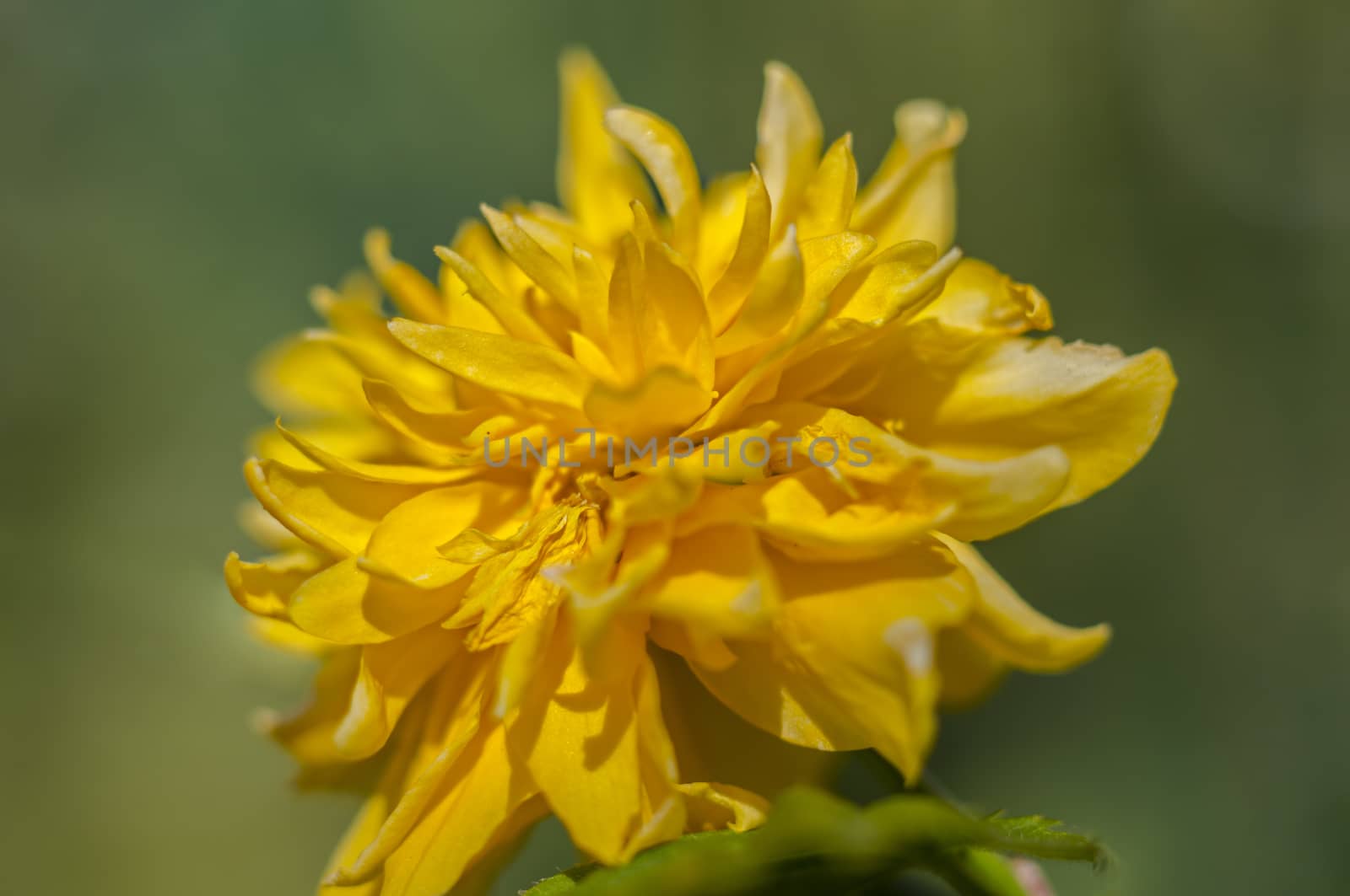spring flower in my summer season garden