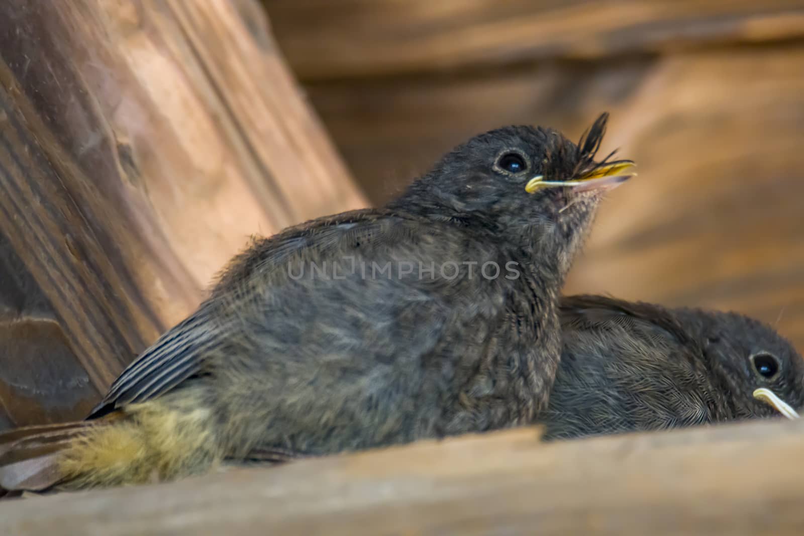 redstart chicks are waiting for a mouthful