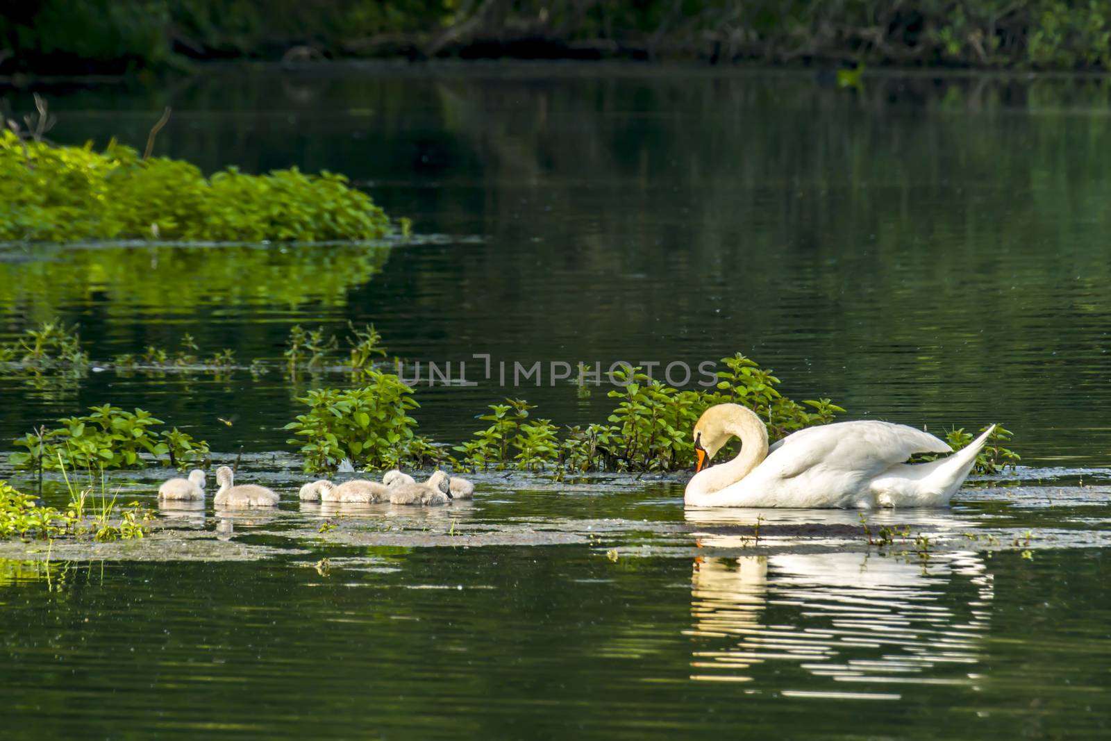 swan family at claer lake in summer season