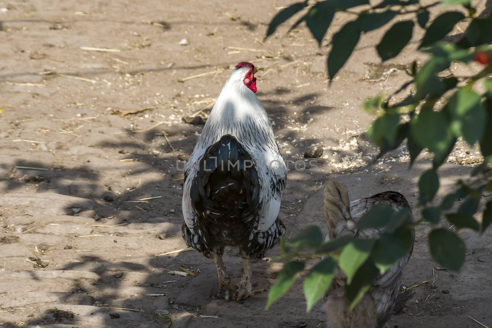 rooster on the chicken Farm