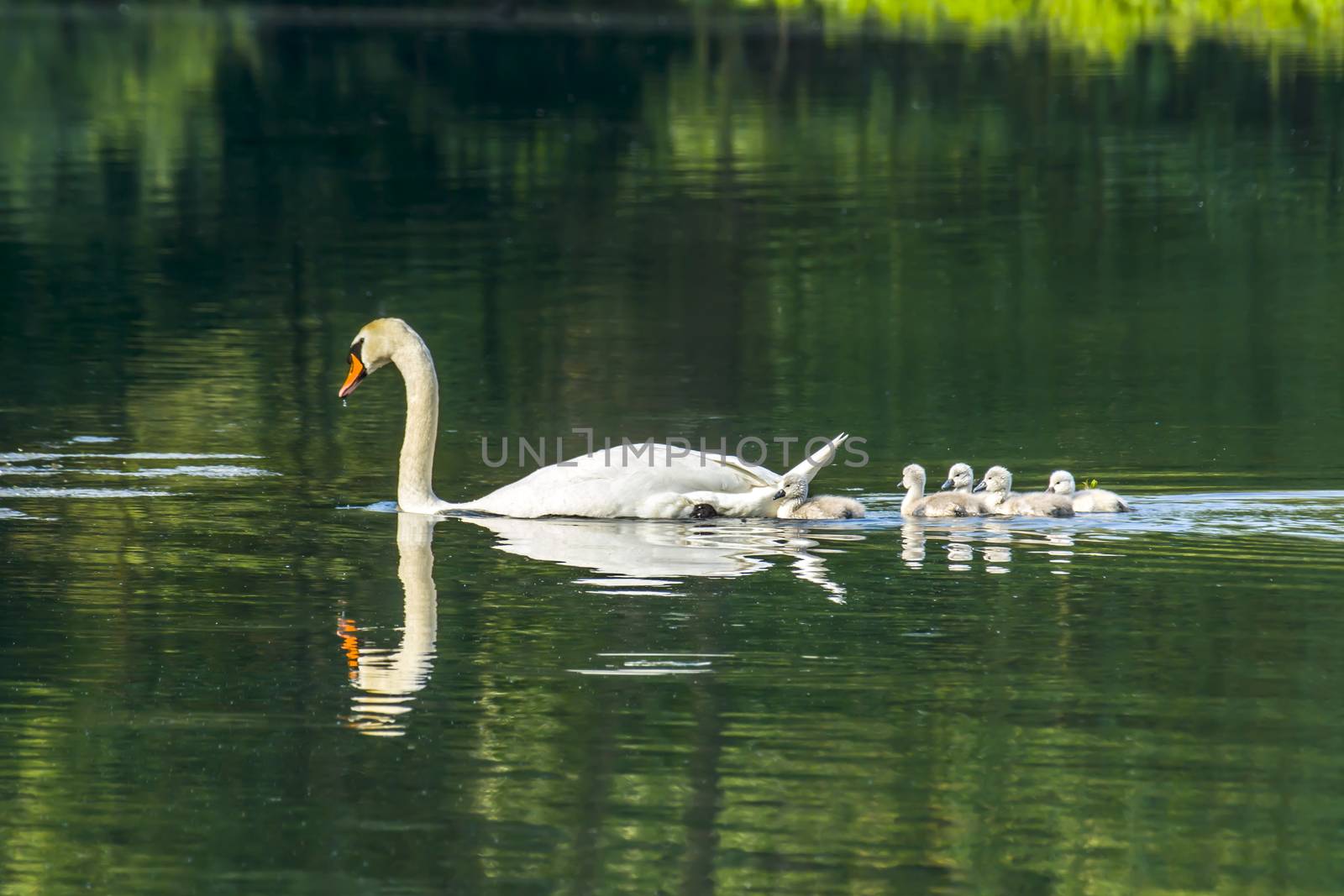 swan family at claer lake in summer season