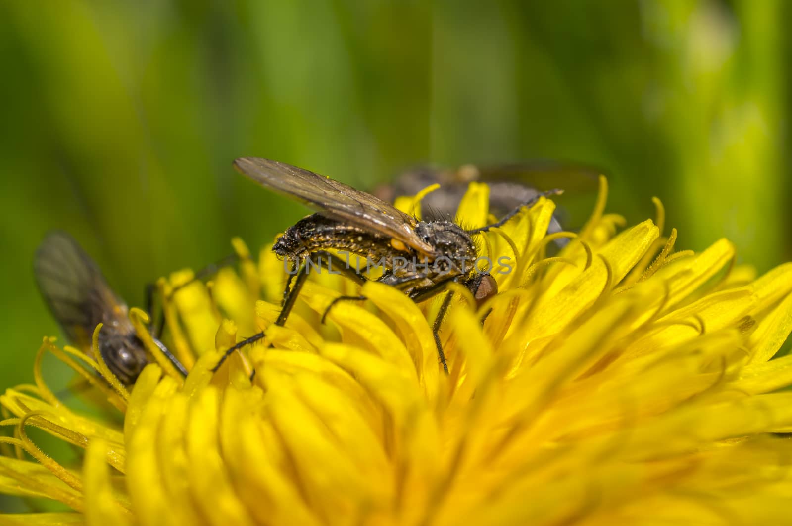 March fly on a dandelion in the summer season