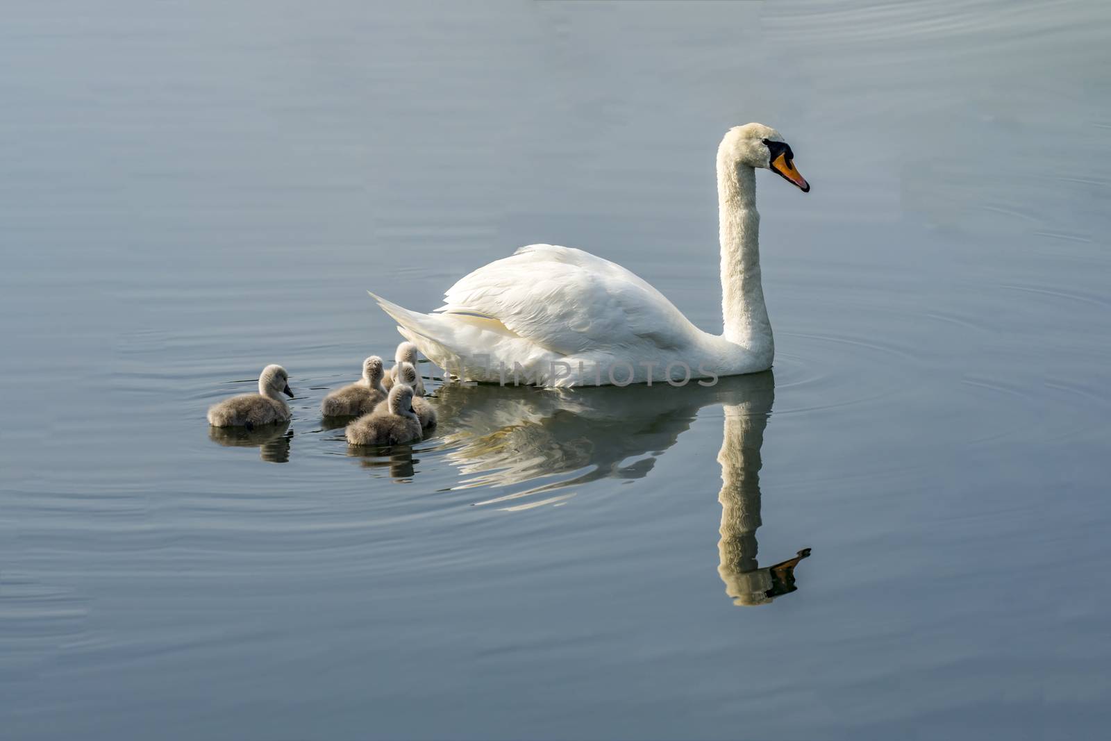 swan family at claer lake in summer season