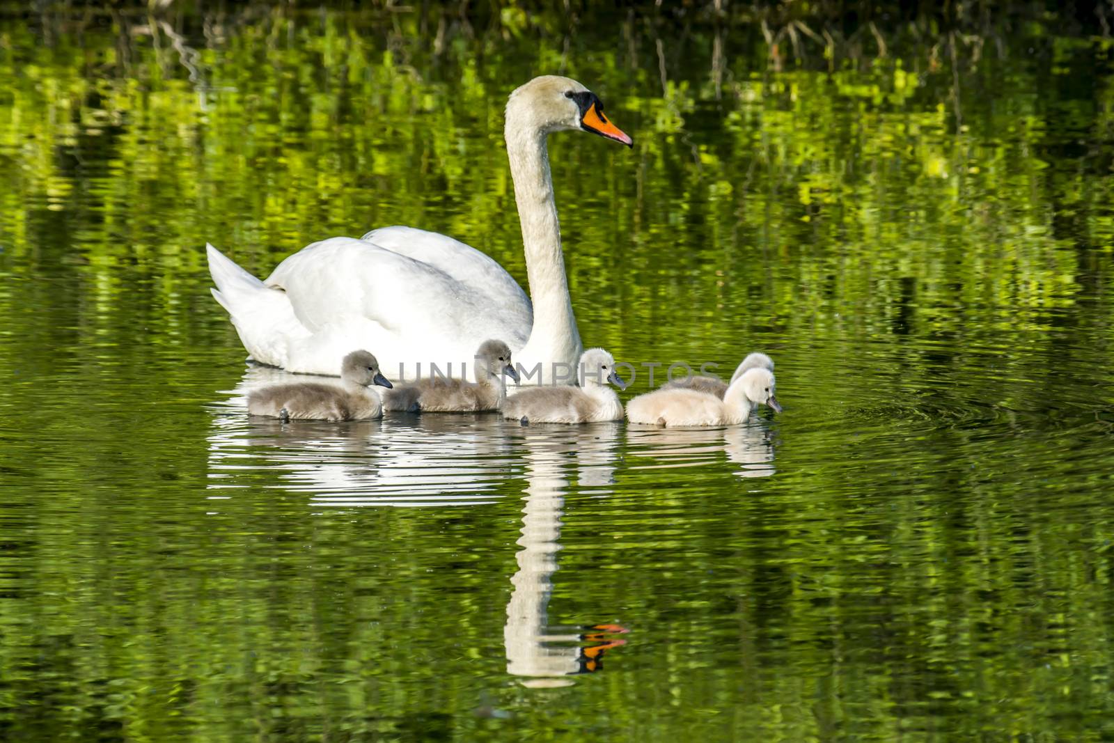 swan family at claer lake in summer season