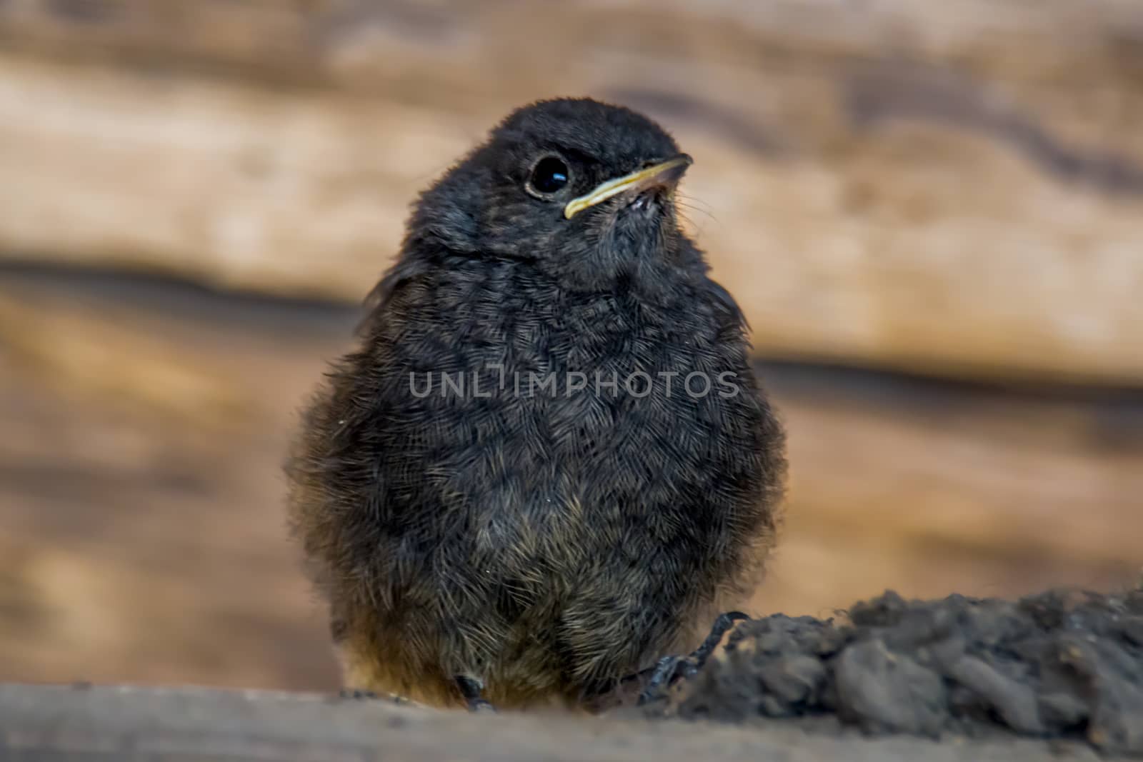 redstart chicks are waiting for a mouthful