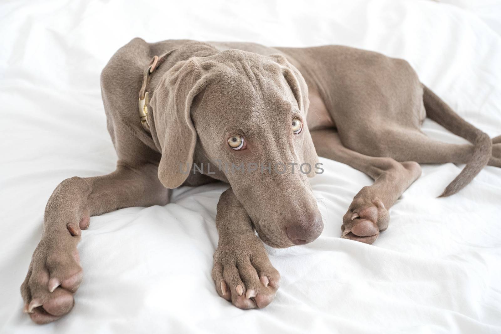 Tired sleepy Weimaraner pointer dog resting and lying on bed covered with white bed sheet in bedroom by petrsvoboda91