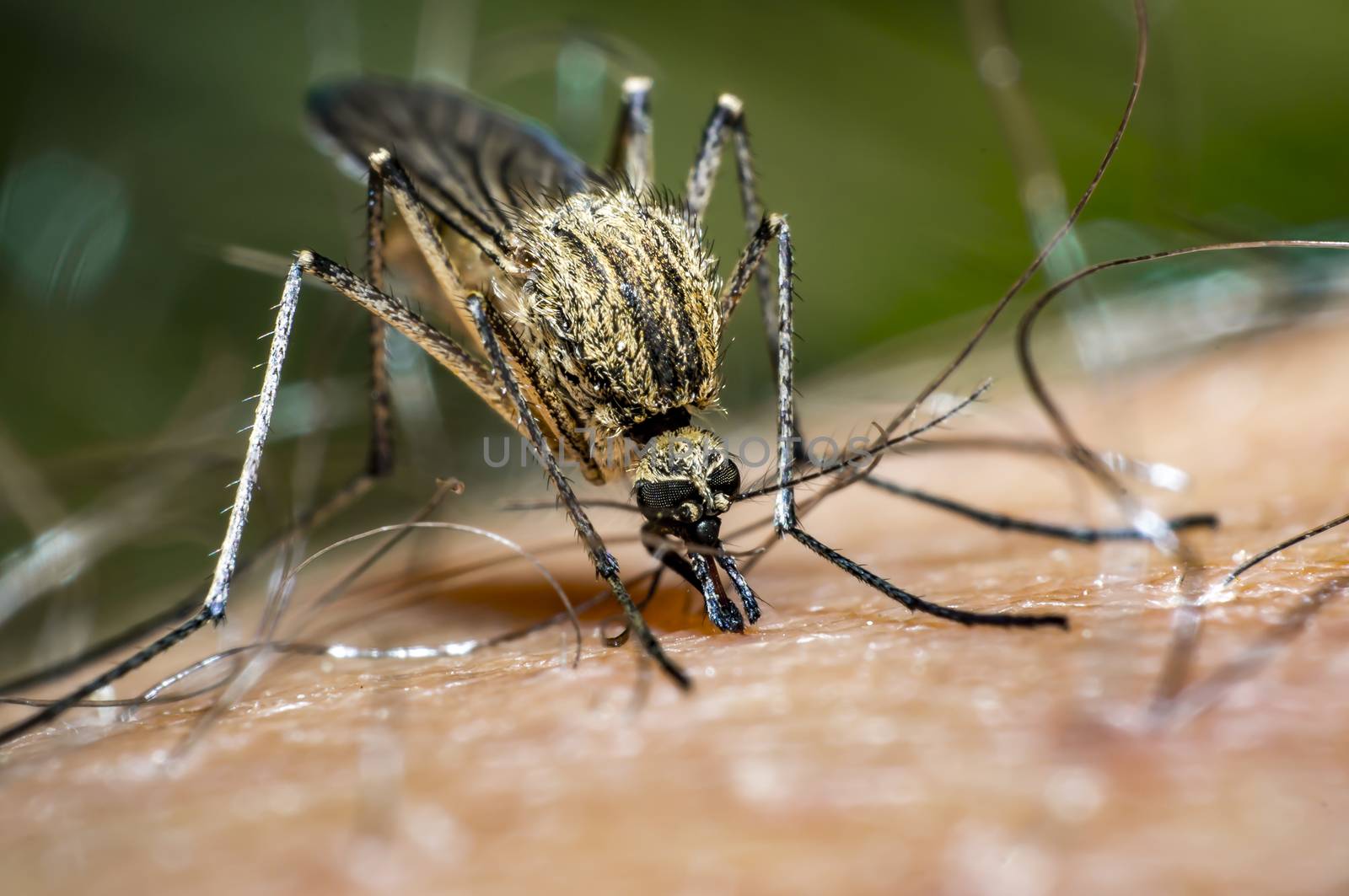 mosquito sucks blood on my skin