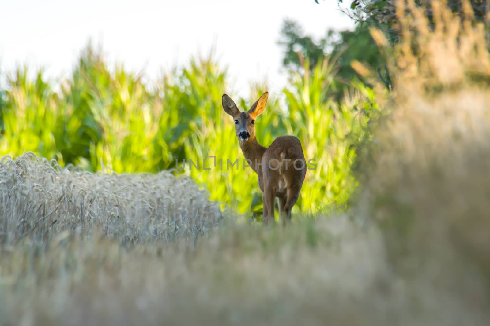 roe deer at corn field in the wild nature
