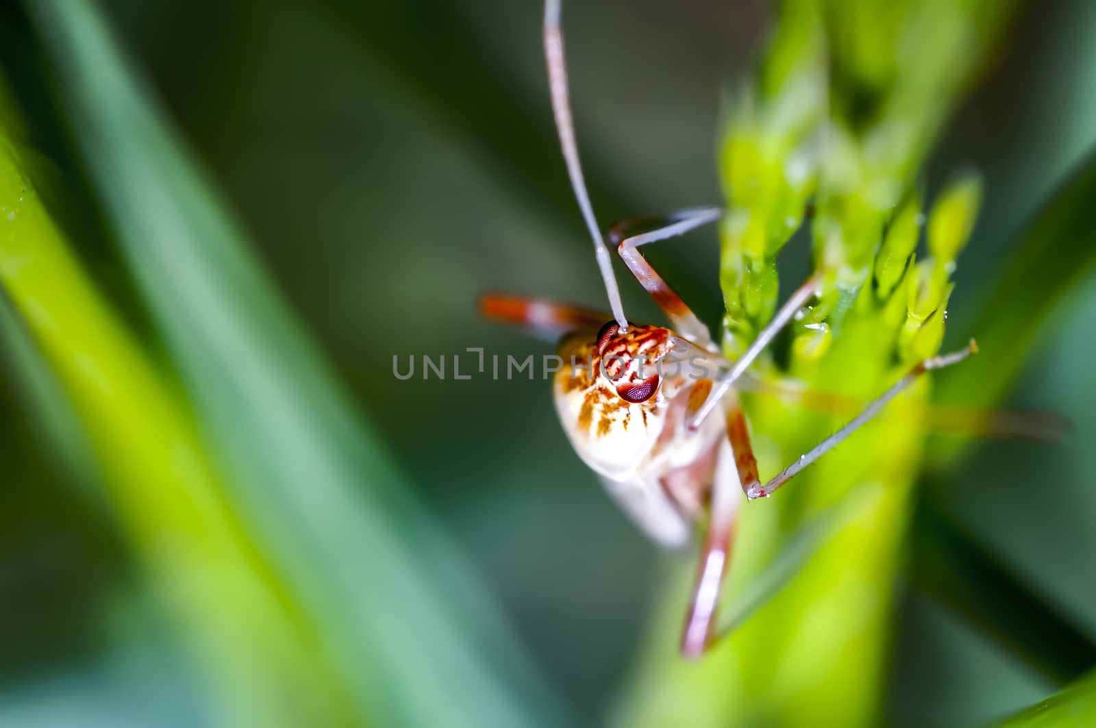 little bug on green herbs in summer forest meadow