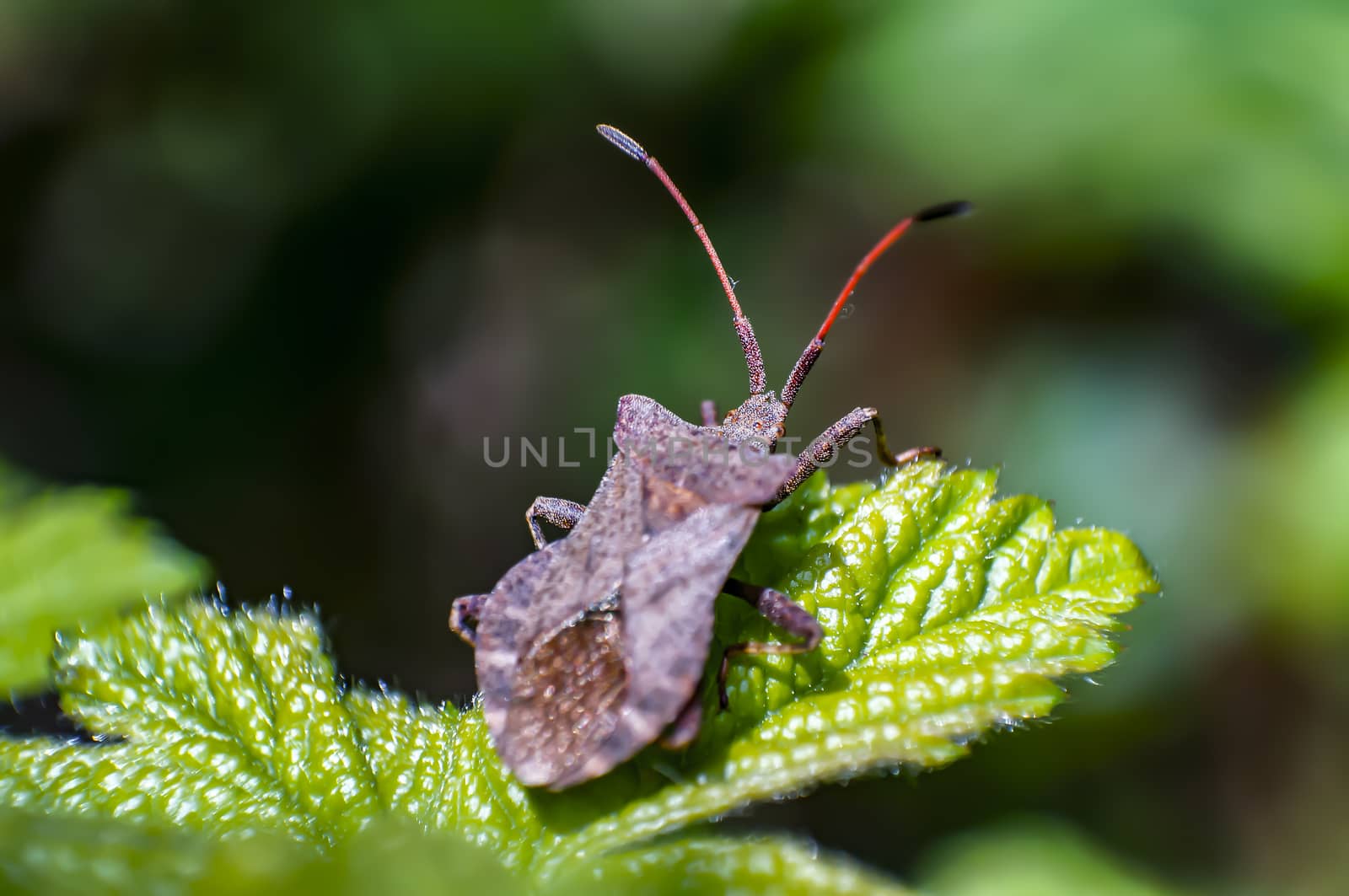 leaf bug in summer forest
