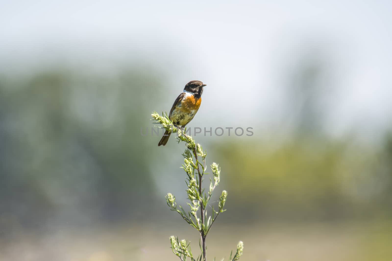 stonechat male on stalk plant in nature conservation area