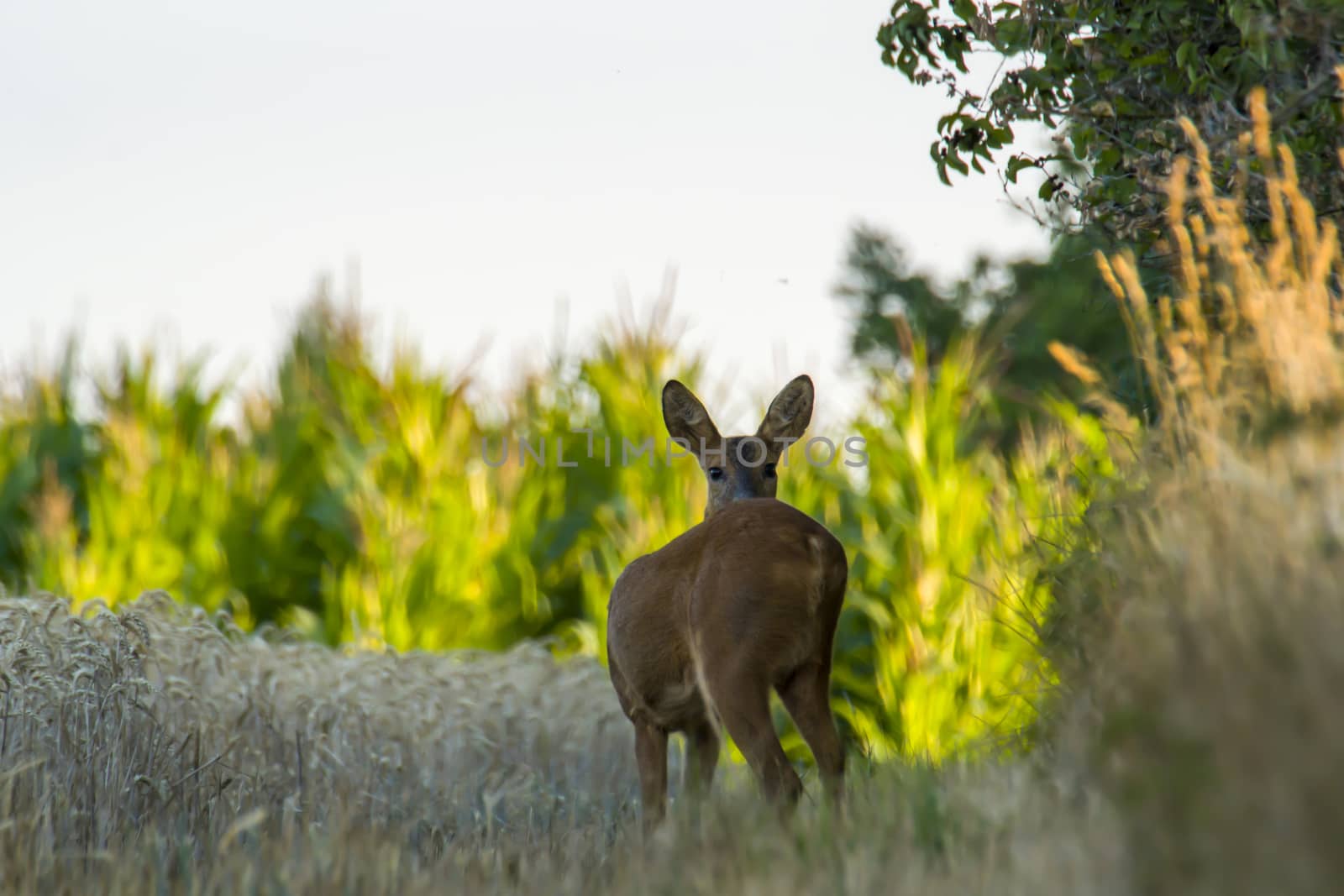 roe deer at corn field in the wild nature