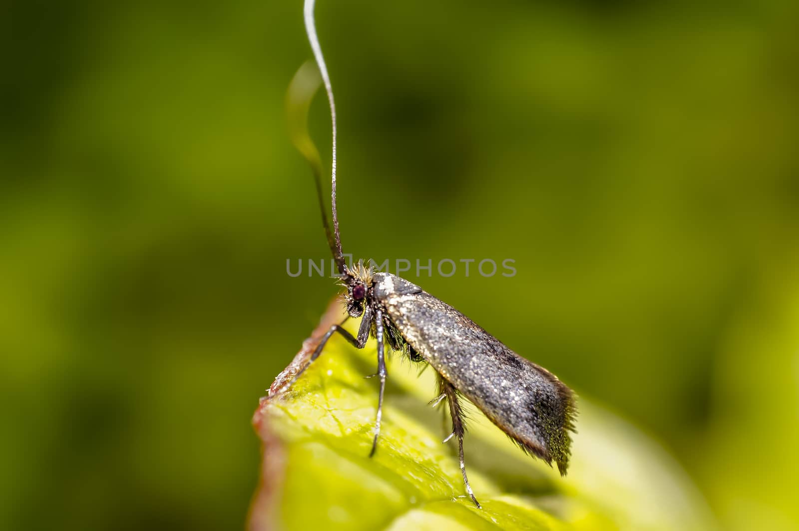 tiny Moth on green leaf in the season garden