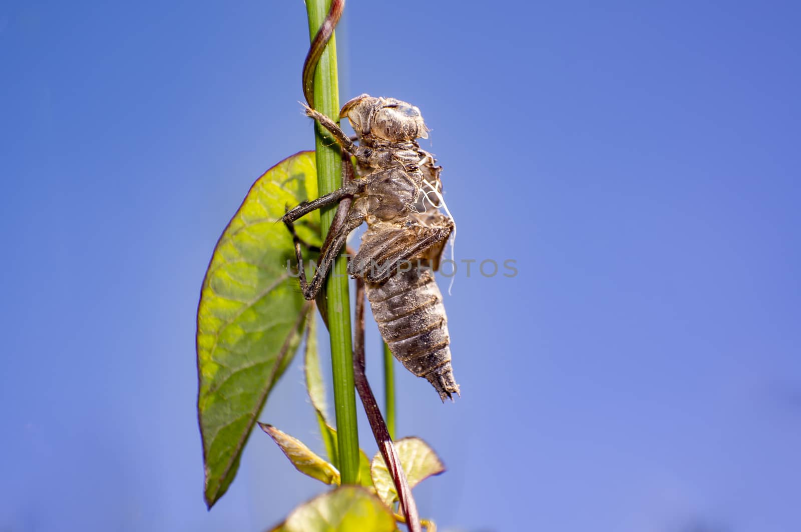 dragonflies cocoon on green grass in summer nature