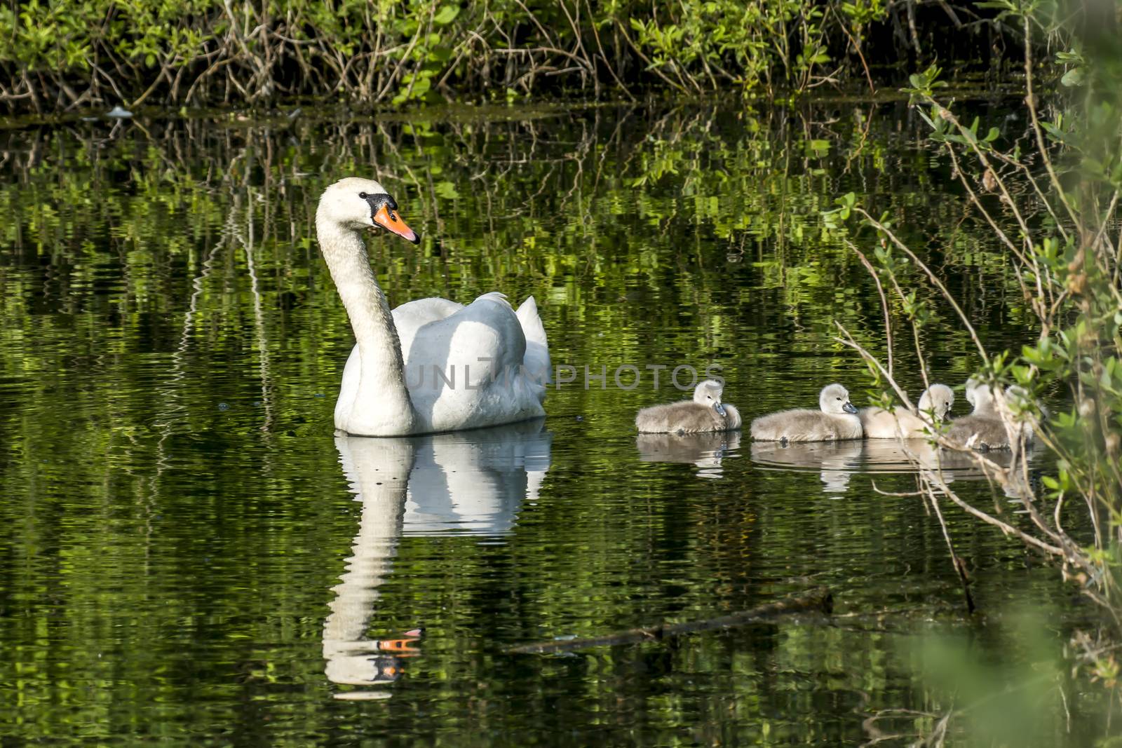 swan family at claer lake in summer season