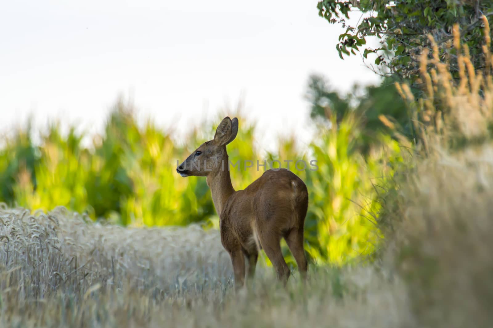 roe deer at corn field in the wild nature