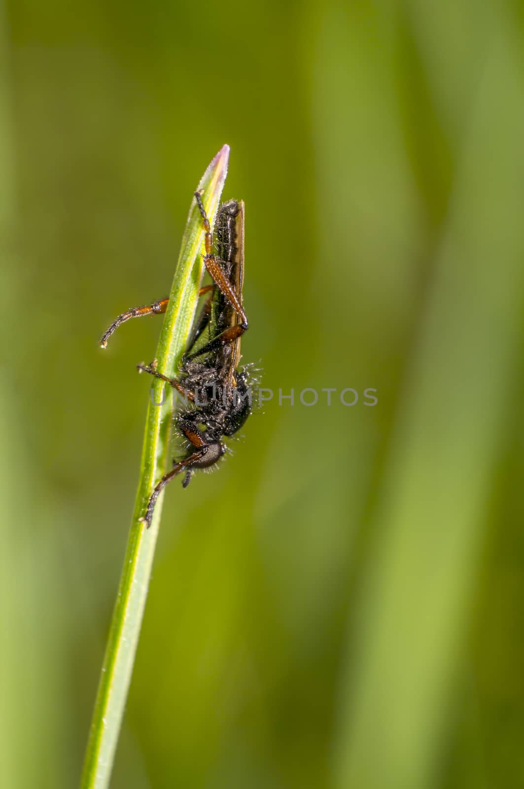 march fly on a herb in the summer season