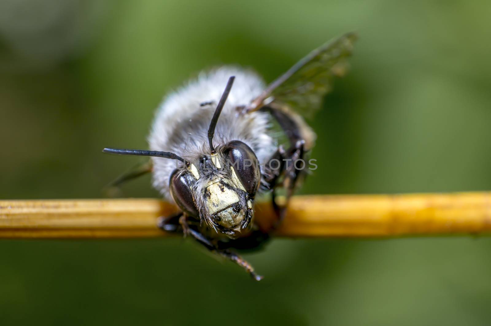 small wet bee after rescue to dry in nature