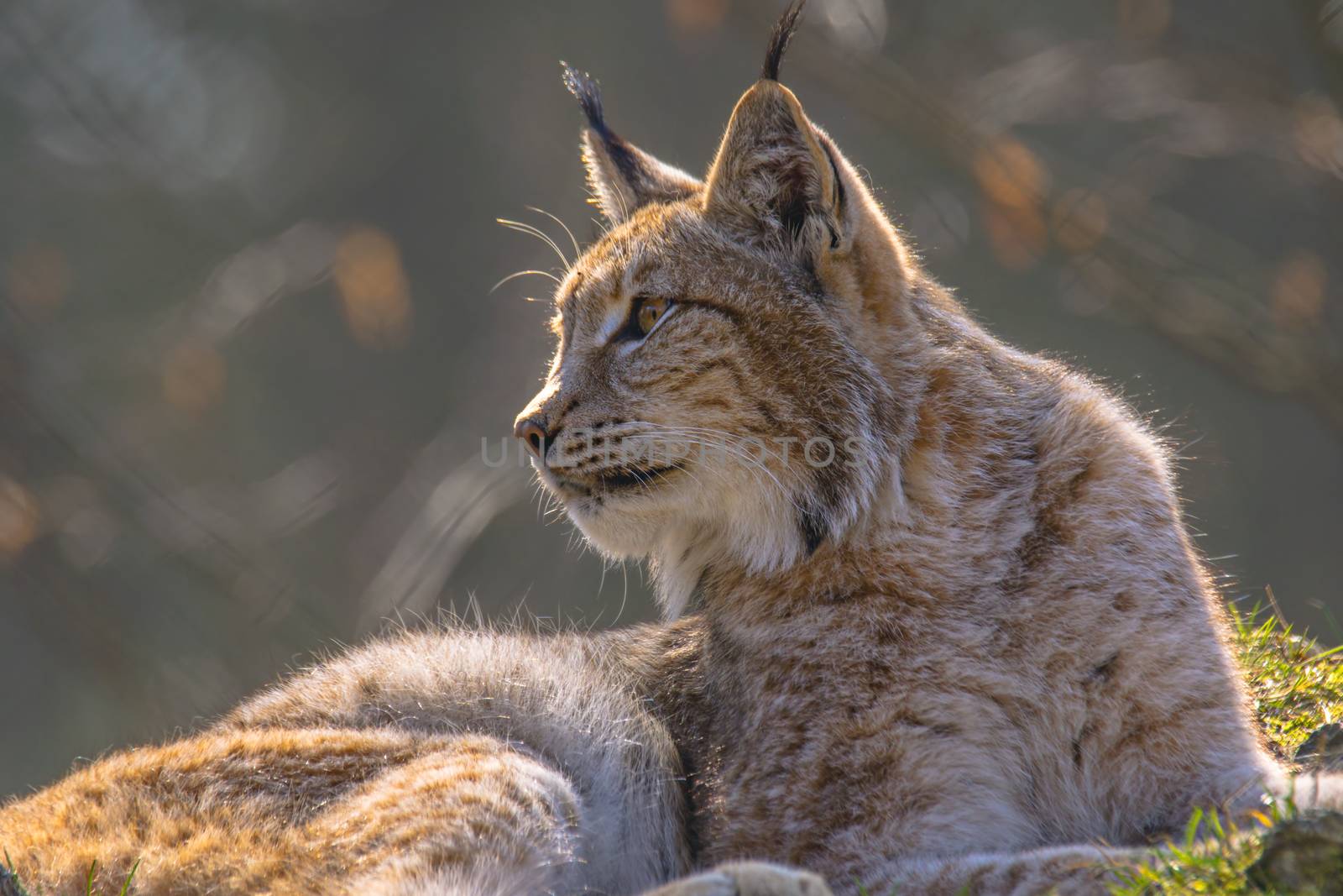 cute young lynx in the colorful wilderness forest