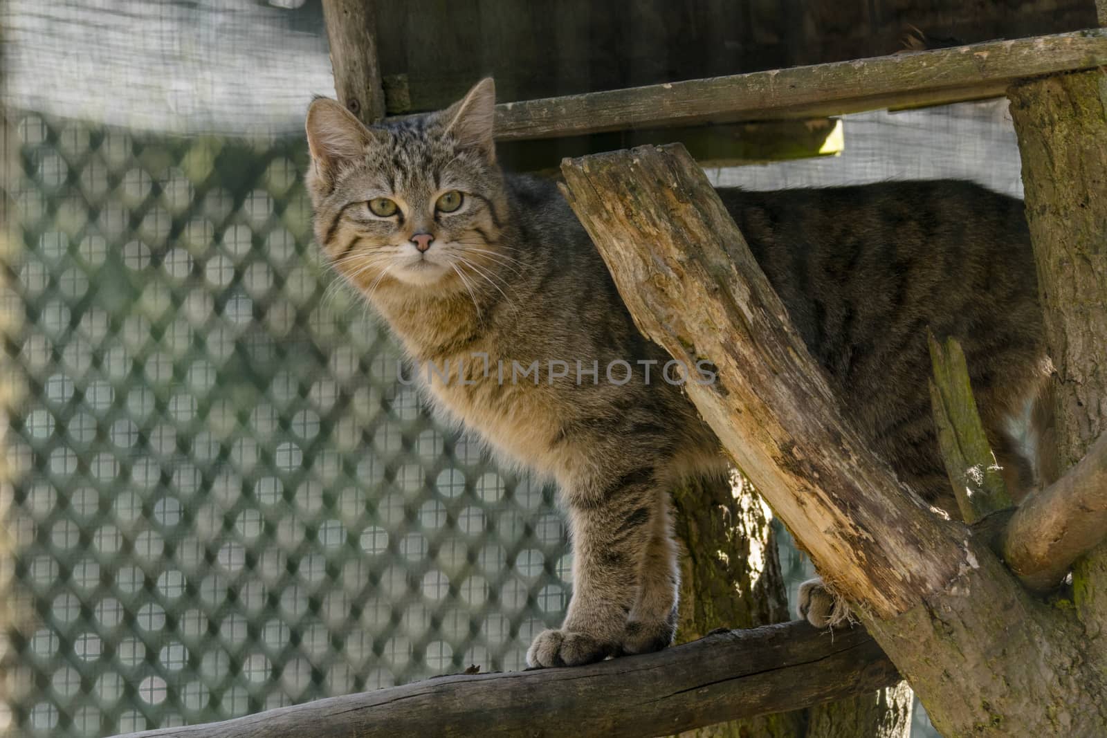 wild cat in the green season leaf forest