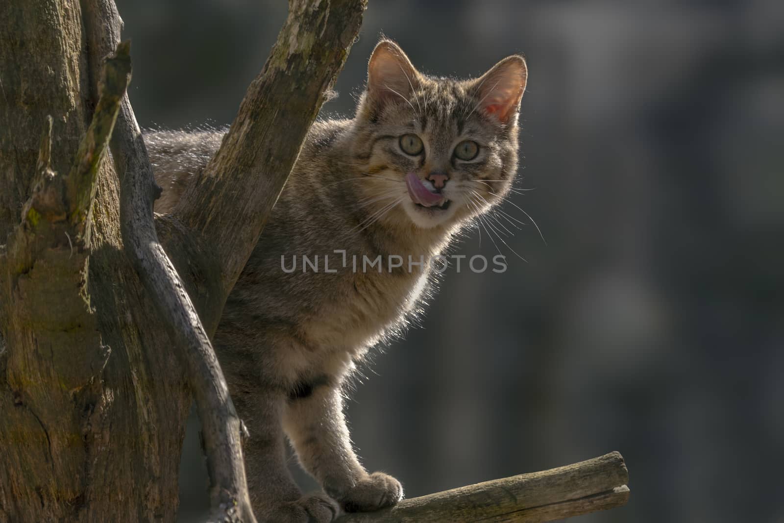 wild cat in the green season leaf forest