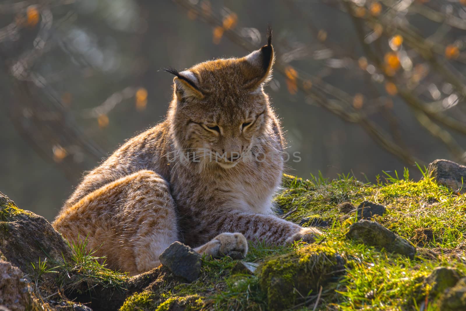 cute young lynx in the colorful wilderness forest