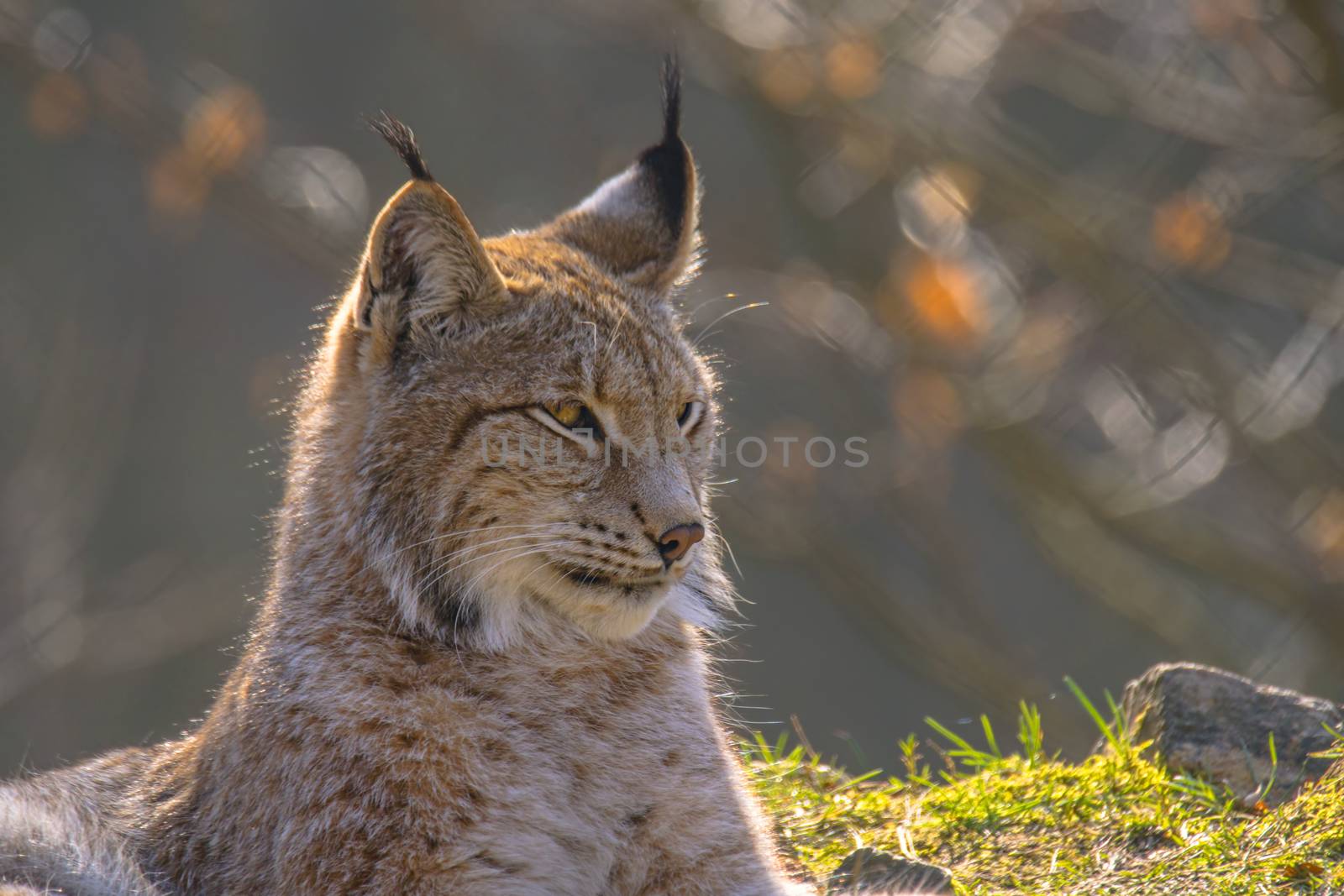 cute young lynx in the colorful wilderness forest