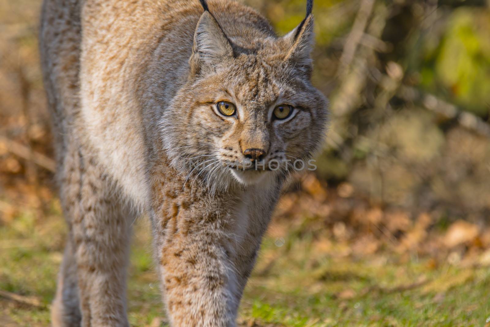 cute young lynx in the colorful wilderness forest