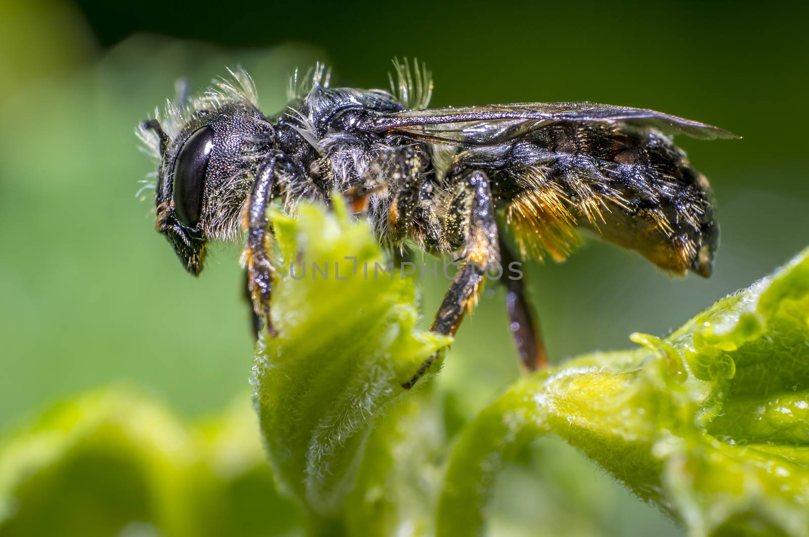 small wet bee after rescue to dry in nature