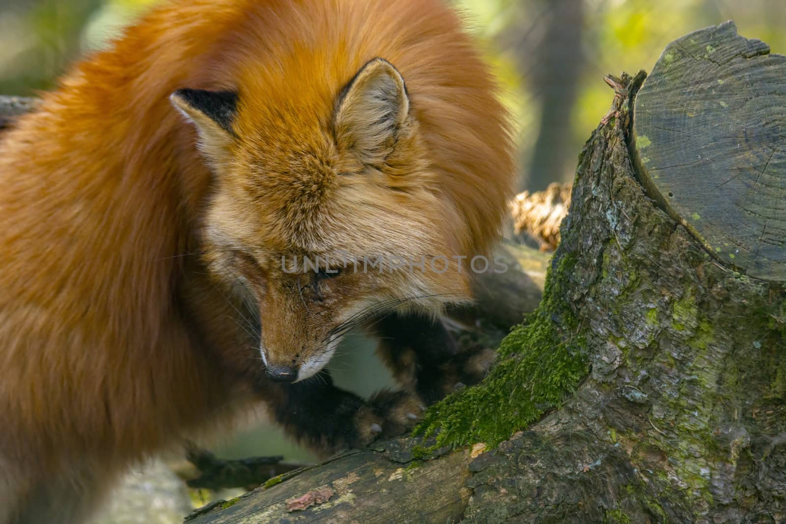red fox hunting season in summer light