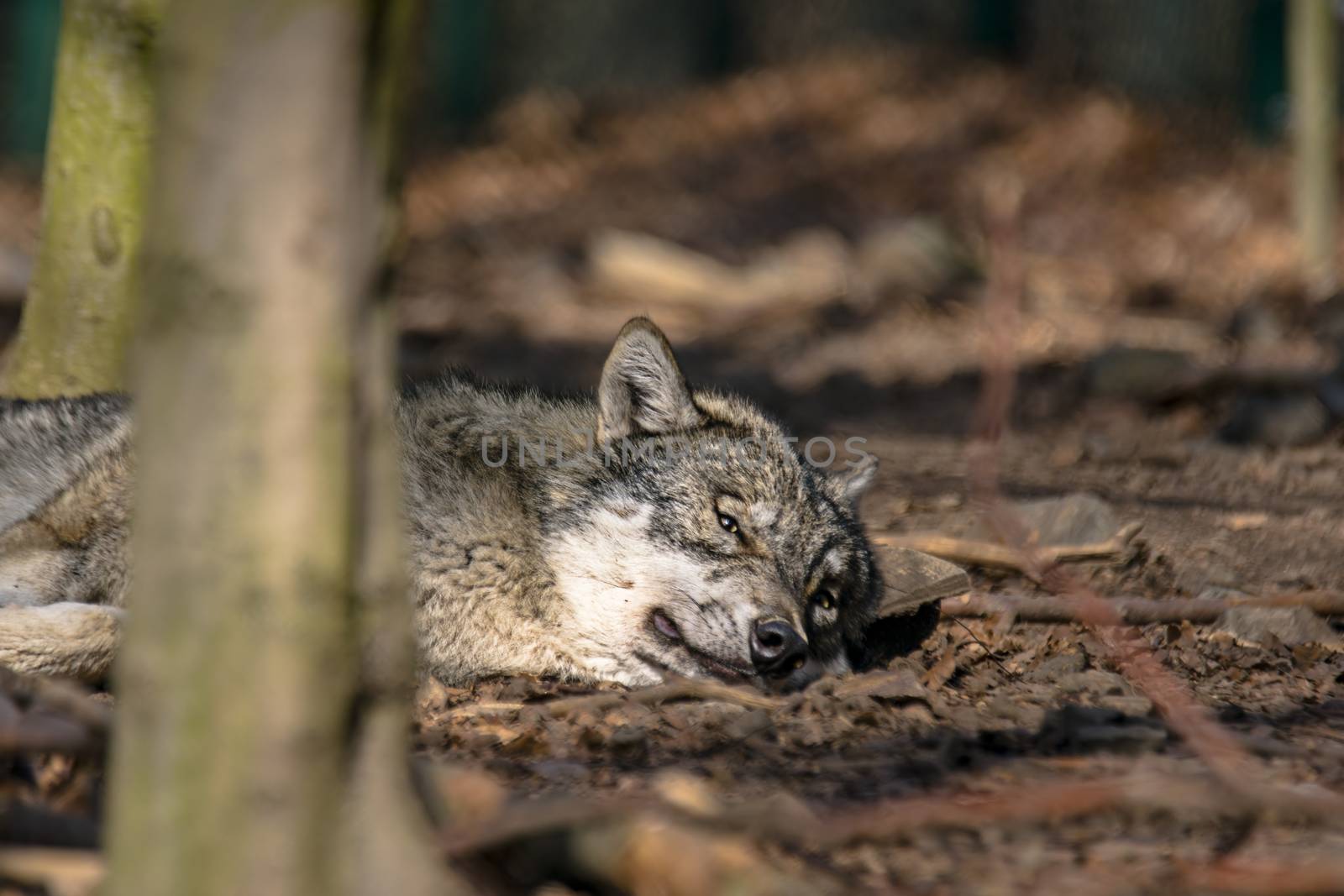Gray wolf chill and hides in the green leaves forest