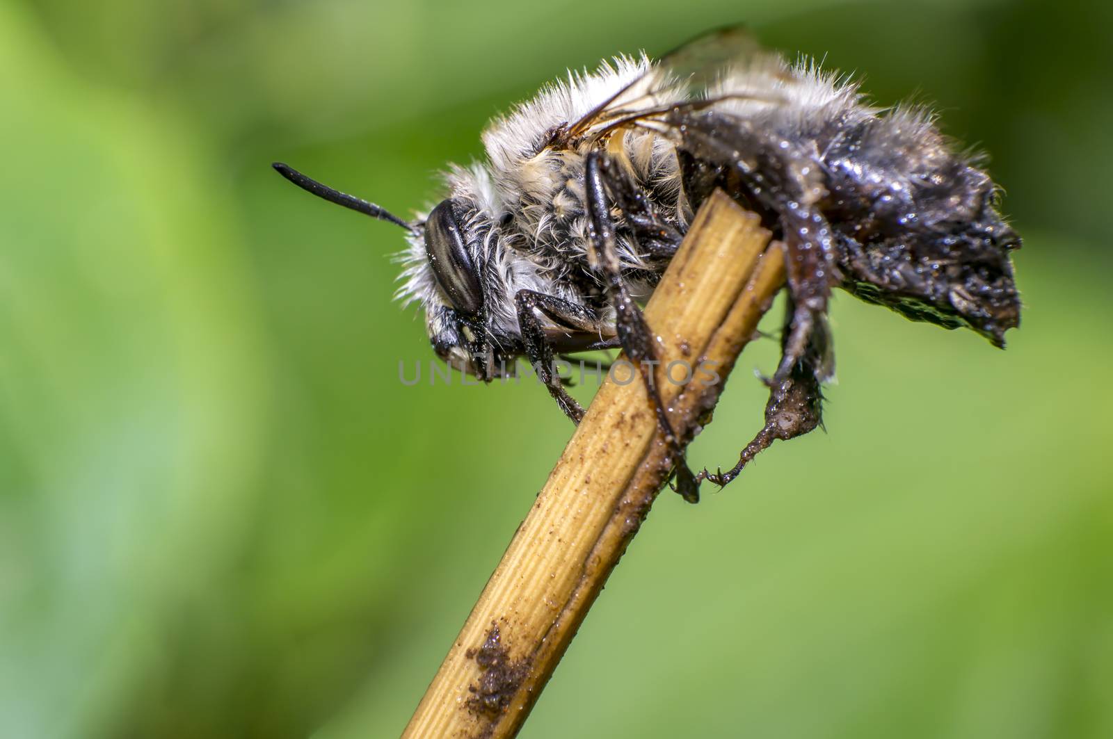 small wet bee after rescue to dry in nature