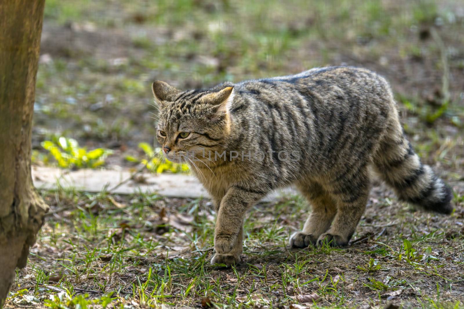 wild cat in the green season leaf forest