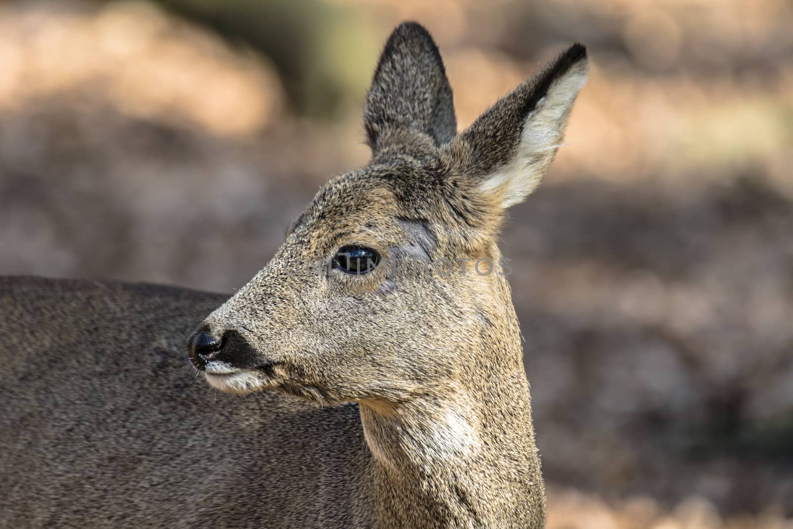 roe deer at field in the wild nature
