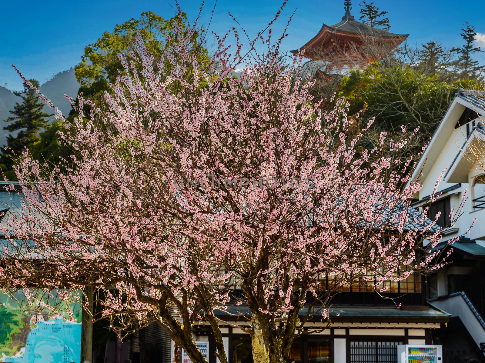 The nation flower called Sakura as know Cherry Blossom.