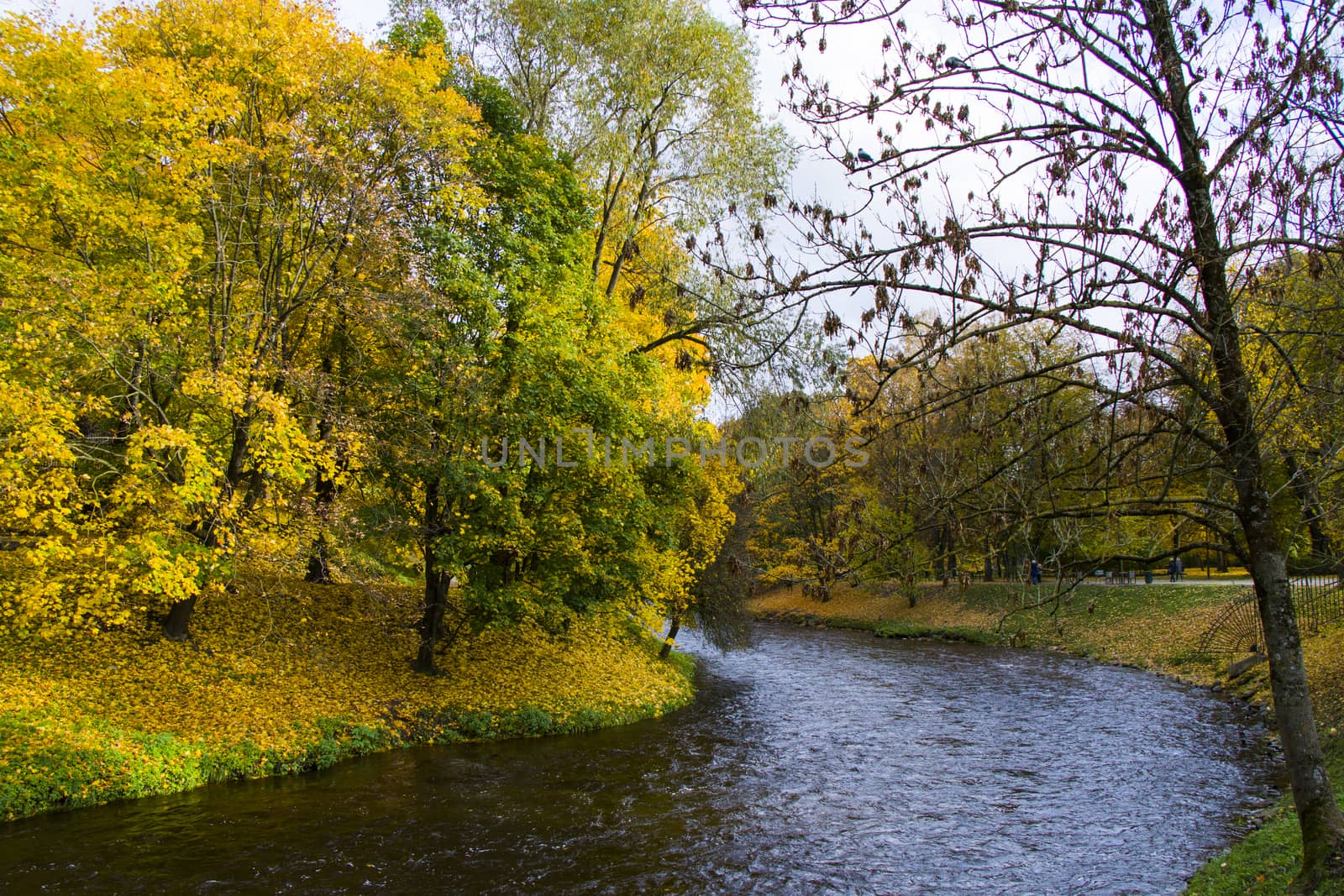 Famous park in city center of Vilnius, Autumn and fall tree leaves and river. by Taidundua