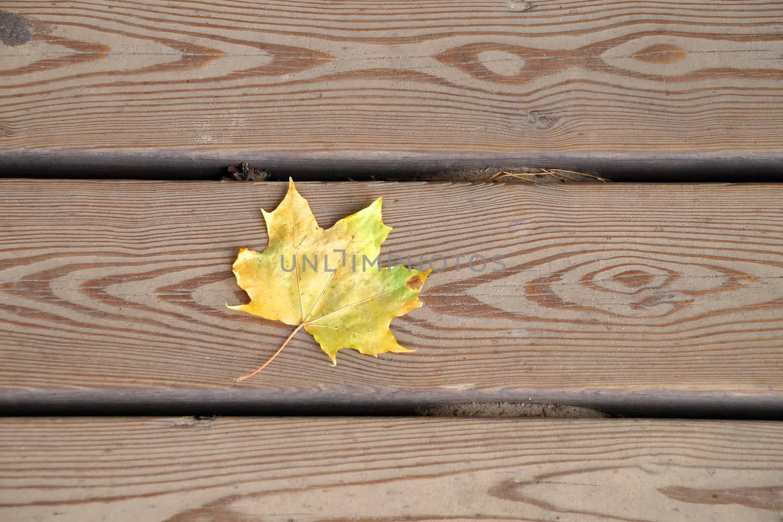one yellow maple leaf on wooden planks close up by Annado