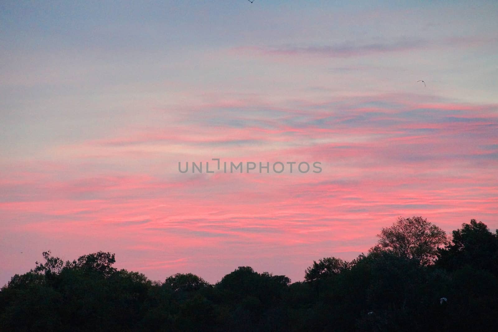 pink sunset over dark forest in summer by Annado