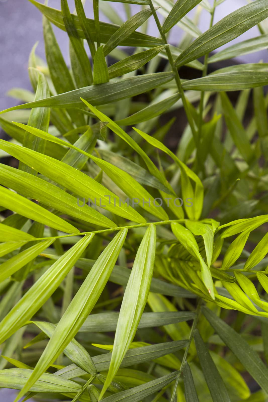 Indoor palm tree, Chrysalidocarpus Lutescens Areca plants, home decor air plants by Taidundua