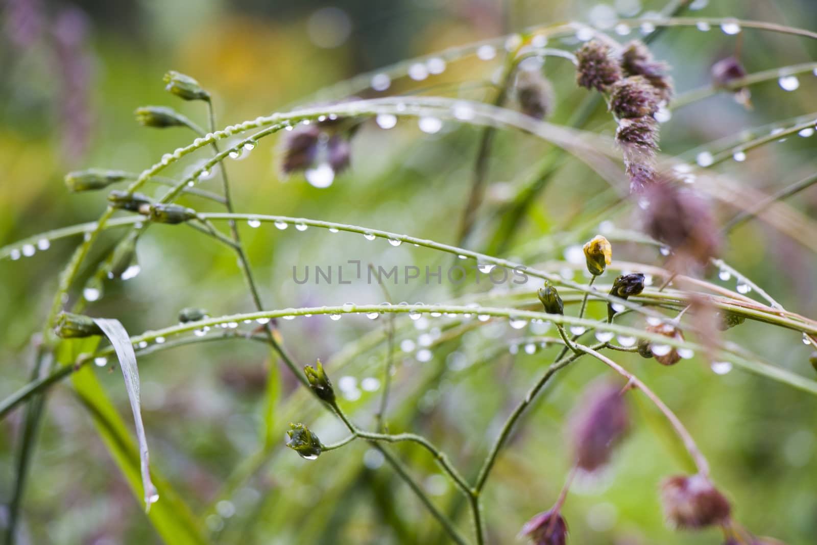 Dew drops on the plants and flower in the field, morning dew and rainy drops macro by Taidundua